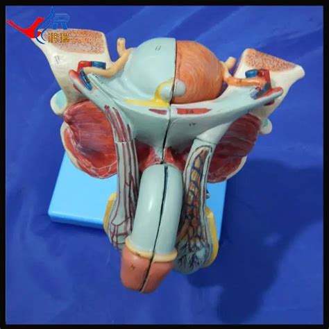 Advanced Male Genital Organs Model Anatomical Reproductive Organ Model