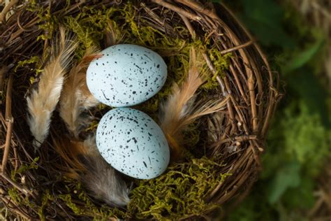 Bird Nesting Season What You Can Do To Help Birds Nesting In Hedges