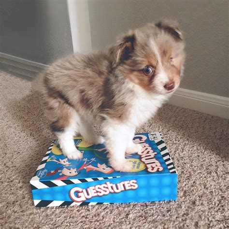 Necessary veterinary care will vary depending on what's causing your dog's blindness. This Guy Only Has Vision In One Eye, So He Bought A One ...