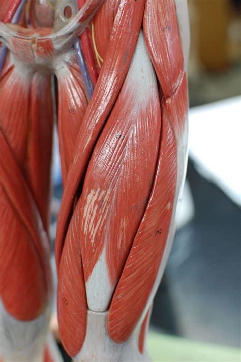 We did not find results for: Human Anatomy Lab: Muscles of the Leg