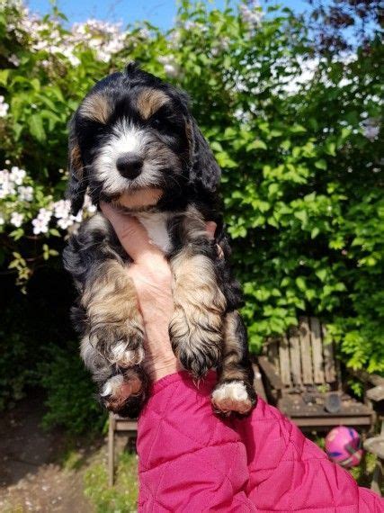 Welcome to tiny designer puppies of austin, tx. Cockapoo Puppies For Sale | Austin, TX #297923 | Petzlover