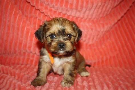 Shorkie Puppies For Sale Lewisburg Ky 277380 Petzlover