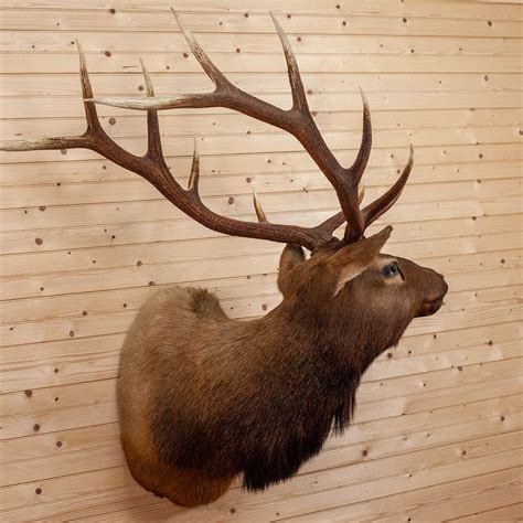 Excellent 6x6 Rocky Mountain Elk Taxidermy Mount Sw10869 Safariworks