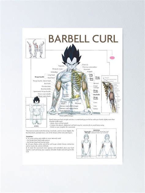 Anatomy Chart Muscle Diagram Anime Workout Inspirational Poster