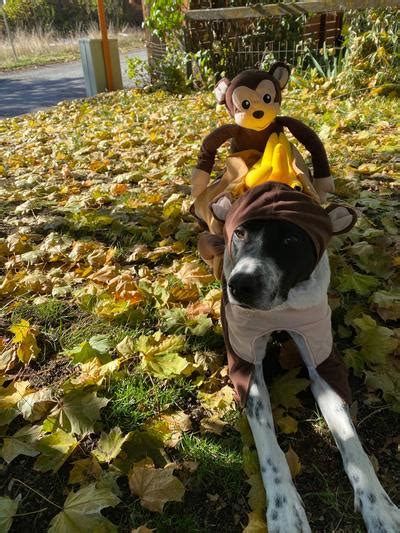 Frisco Monkeys Carrying Bananas Dog And Cat Costume X Small