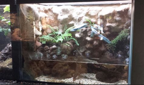 Small Mammal Reptile House Oriental Fire Bellied Toad Exhibit Zoochat
