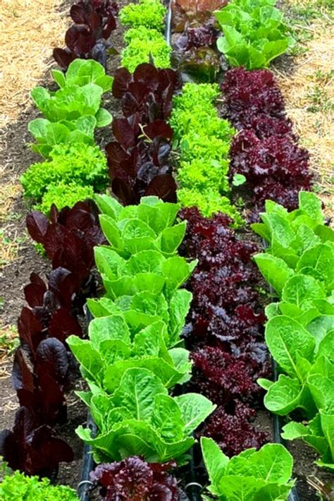 Planting Romaine Lettuce In Raised Garden Beds