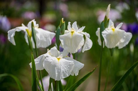 How To Grow And Care For Japanese Iris