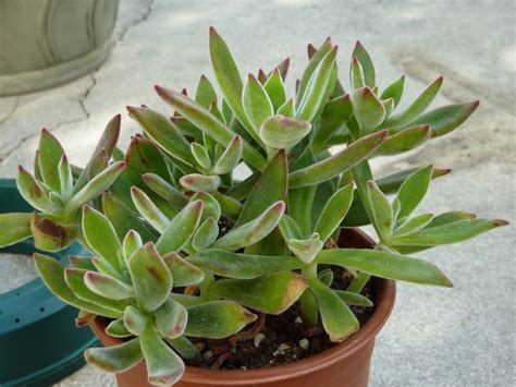 800 x 533 jpeg 85 кб. A Few of My Favorite Things: Cactus Monday - Of the Fuzzy ...