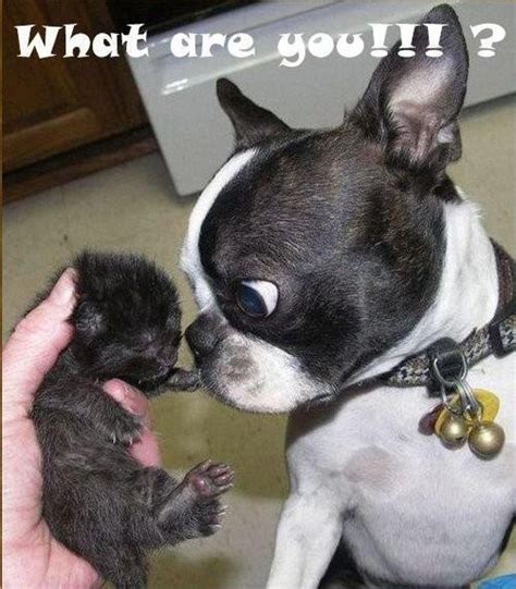 11 Best Boston Terrier Funny Quotes Images On Pinterest