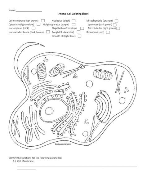 In addition to the classification of animals, there are also various types of animal classification such as based on the type of food, type of place of life, body cover, how to move, how to breathe and based on the way animals breed. Name: Animal Cell Coloring Sheet Cell Membrane (ligh brown