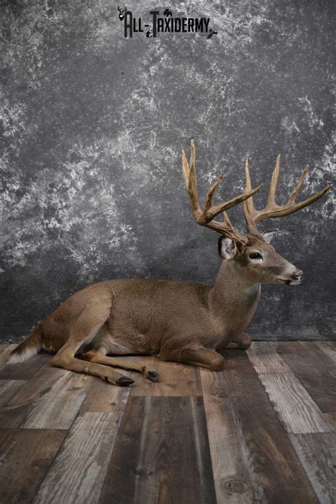 Whitetail Deer Life Size Taxidermy Mount For Sale Sku 1446 All Taxidermy