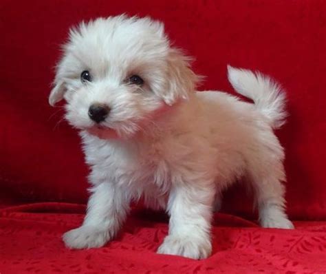 Coton De Tulear Puppy For Sale Adoption Rescue For Sale