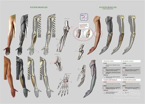 It is composed of 300 bones at birth, but later decreases to 80 bones in the axial skeleton and 126 bones in the appendicular skeleton. https://www.anatomy4sculptors.com/anatomy.php?menu=195 | Tutorials | Pinterest | Anatomy, Human ...