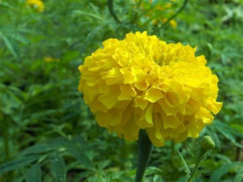 Awesome Yellow Flowers Names With Images Top Collection