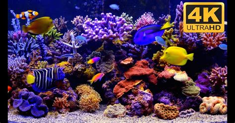 Il est désormais possible d'avoir un fond d'écran qui bouge grâce au logiciel dreamscene activator pour. Fond D Ecran Aquarium Qui Bouge Gratuit