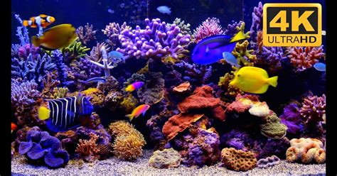 Fond d ecran aquarium qui bouge file size: Fond D Ecran Aquarium Qui Bouge Gratuit