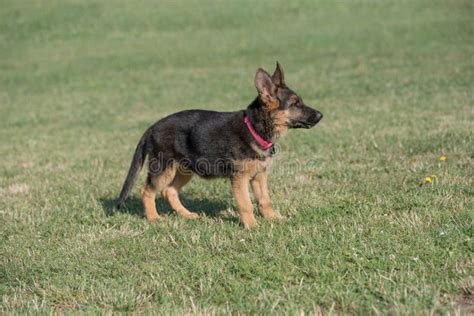Young Brown German Shepherd Puppy Dog On The Green Grass Stock Photo