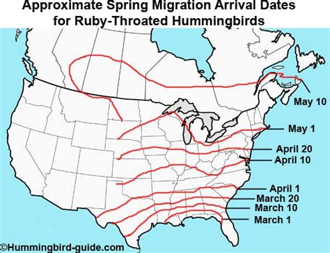Hummingbird Migration Spring And Fall Migration Information