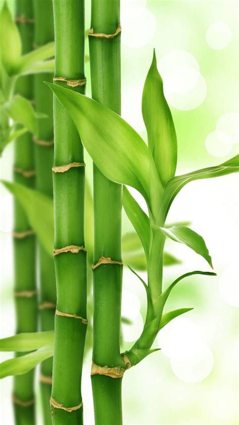 Bamboo Tree Wallpapers Wallpaper Cave