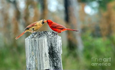 Northern Cardinal Pair Photograph By Debbie Green