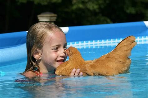 Silly Swimming Chickensi Mean Ducksi Mean Chickens