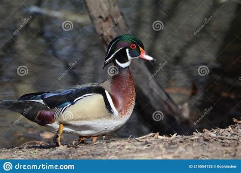 Wood Duck Drake Aix Sponsa Stock Image Image Of Canada Sponsa