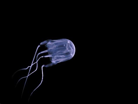 Unlocking The Secrets Of Deadly Box Jellyfish Venom Aithm