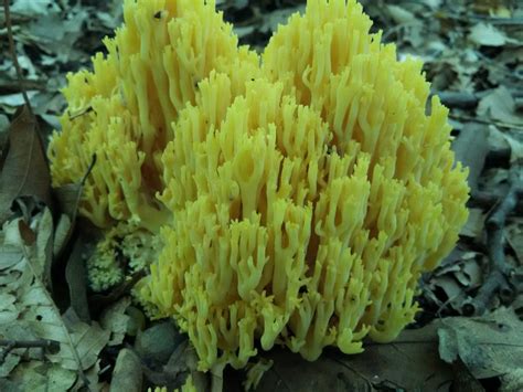 Edible Coralramaria Identifying Mushrooms Wild