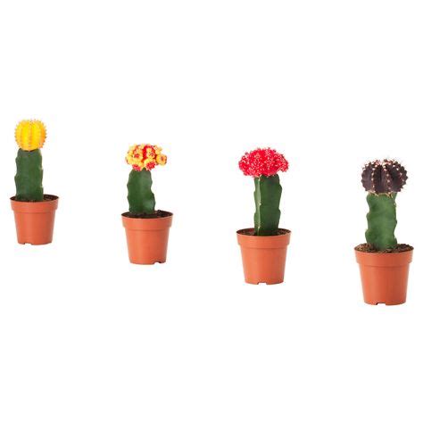 Dit is één van de redenen waarom vleesetende planten steeds populairder worden in huis. GYMNOCALYCIUM Potplant, geënte cactus - IKEA in 2020 ...