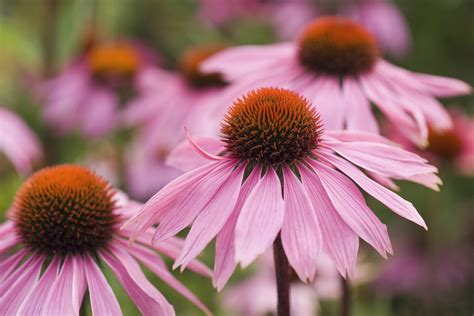 12 Types Of Wildflowers For Summer Gardens