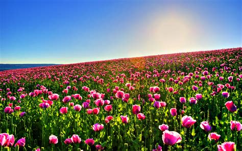 Field Of Flowers Background Do It Yourself Diy Download Widescreen 16