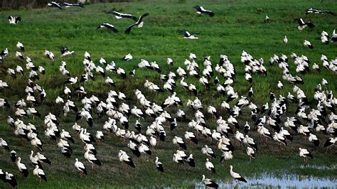 White Storks Make A Stopover In Turkey During Migration Cgtn