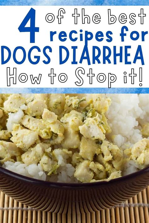 4 Best Recipes For Dogs Diarrhea House That Barks