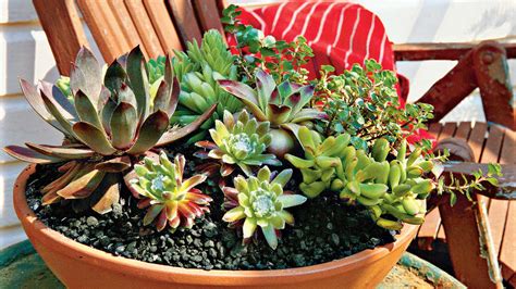 How To Plant Succulents In Containers Southern Living