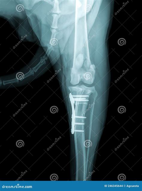 Dog S Paw X Ray Stock Photo Image Of Examination Joints 246345644