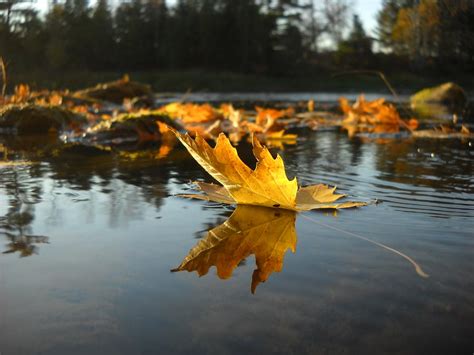 Maple Leaf Floating In River Photograph By Kent Lorentzen