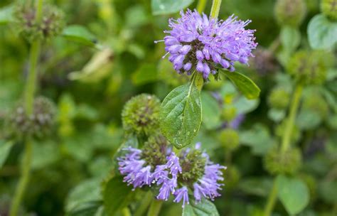 Pennyroyal Bo He You A How To Use Herb Health Session White