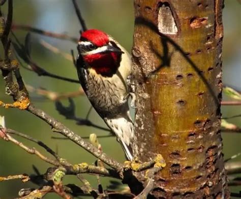 11 Woodpeckers Of The Pacific Northwest Photos And Info Learn Bird
