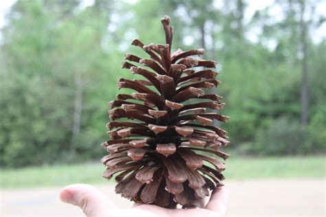 Giant Large Pine Cones From Louisiana Long Leaf Pines 12pc Louisiana