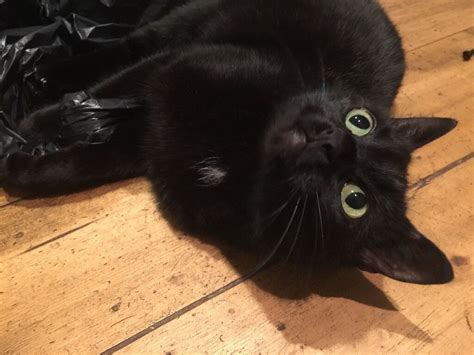 Missing Female Black Cat With White Spot In Hamilton