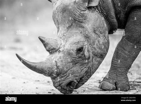 Close Up Of A Black Rhino Walking On The Road In Black And White Stock