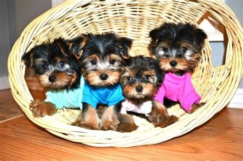 Bonk, cocoa, bouncie tend to. Teacup Yorkie Puppies For New Homes for Sale in West ...