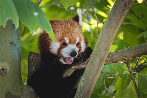 Red Panda On Tree Branch During Daytime Photo Free Animal Image On