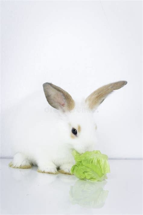 A Cute White Rabbit With Long Brown Ears On White Background Adorable
