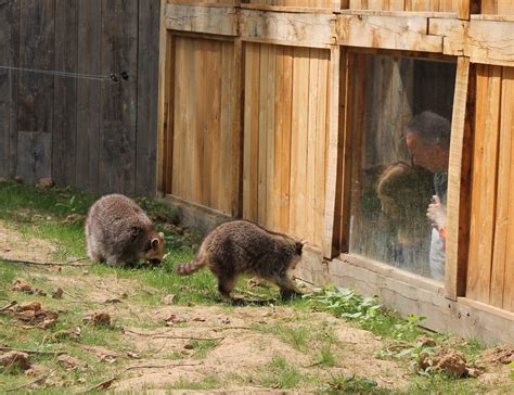 Raccoon Enclosure Zoochat