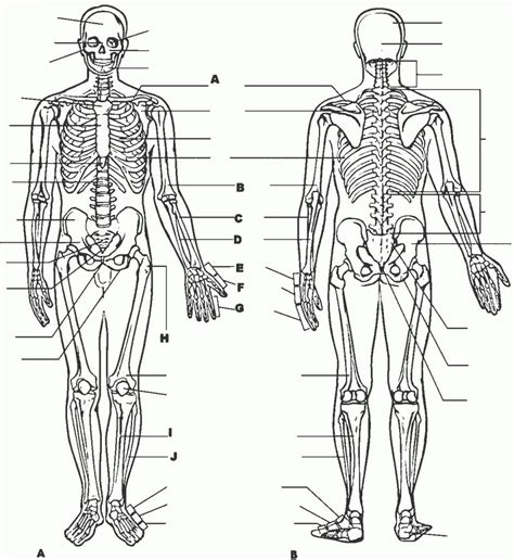 Free Printable Anatomy And Physiology Coloring Pages - Printable Templates