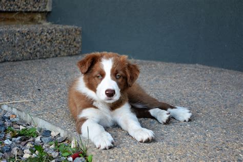 Border Collie Puppies For Sale Minnesota Hasbargenlandcattle