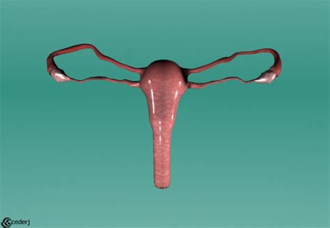 Sistema Reprodutor Feminino Anatomia My Xxx Hot Girl