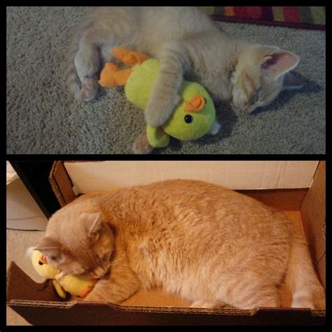Cat With Duck Will Make You Miss Your Childhood Stuffed Animal Photo
